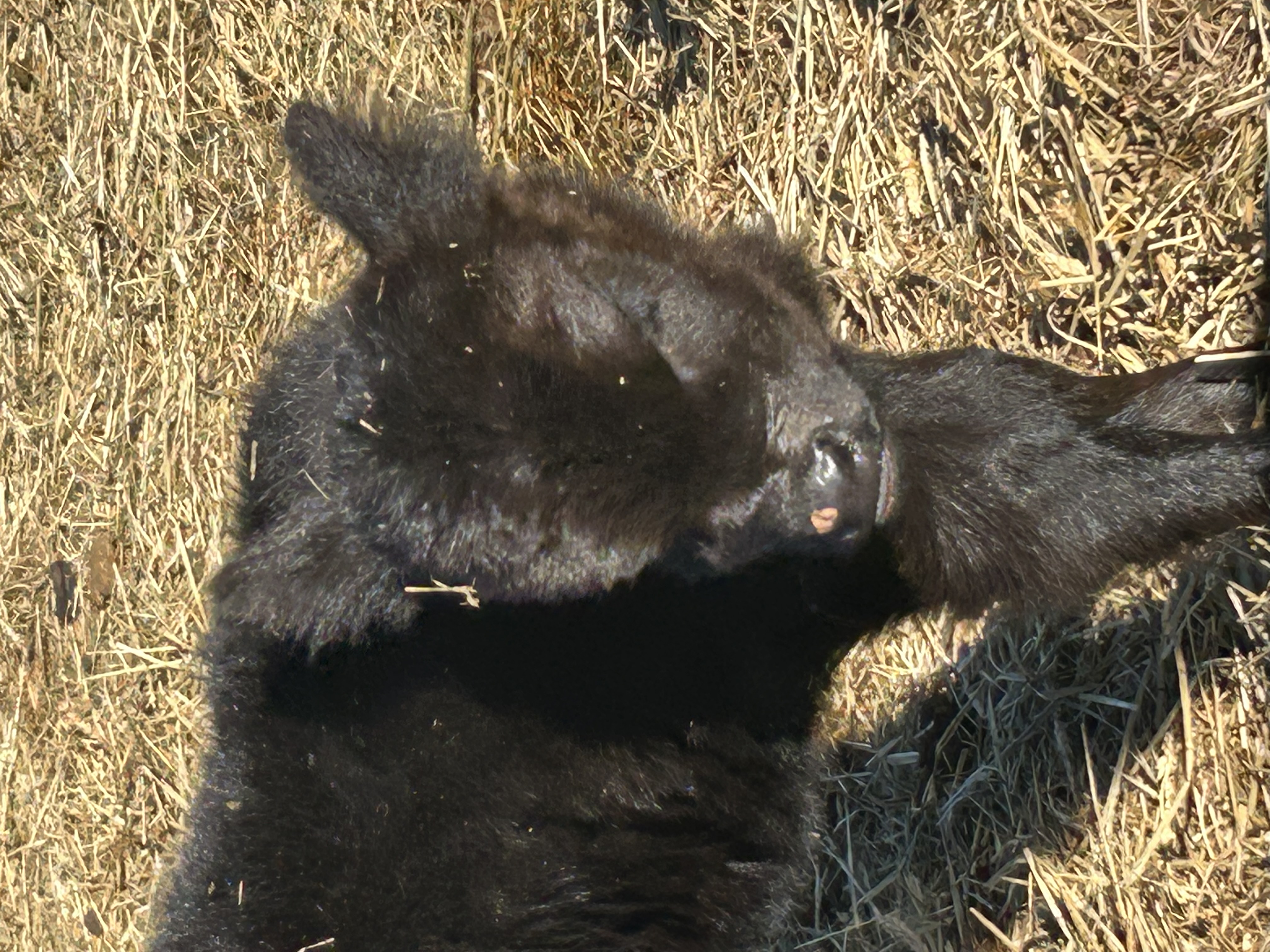 Damron Cattle Company, (c) 2016